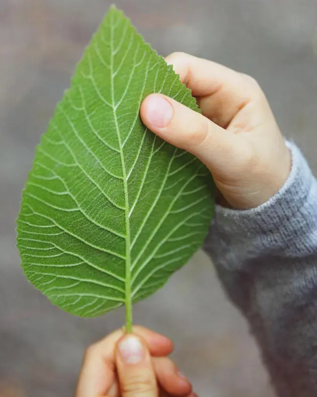 Löv i handen