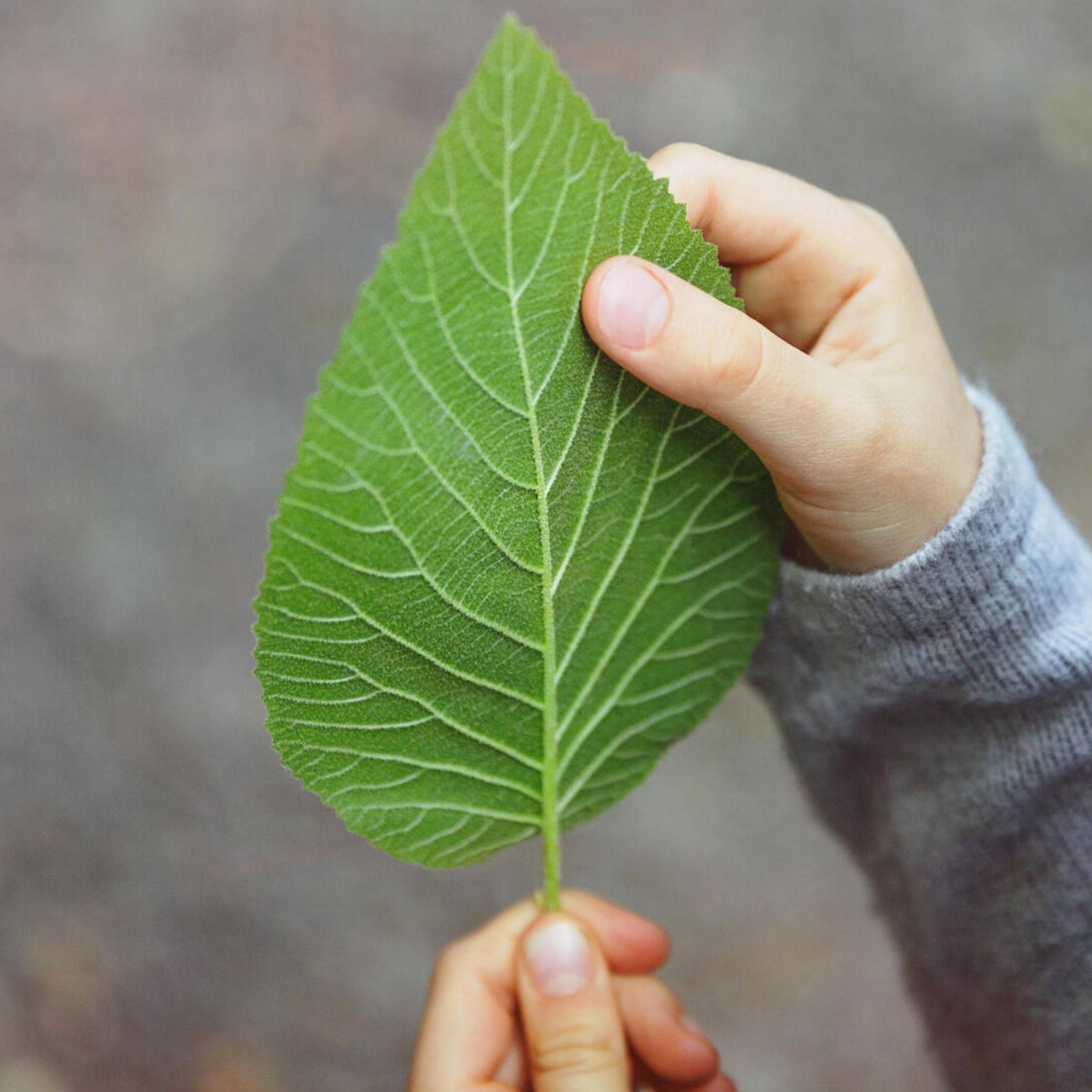 Löv i handen