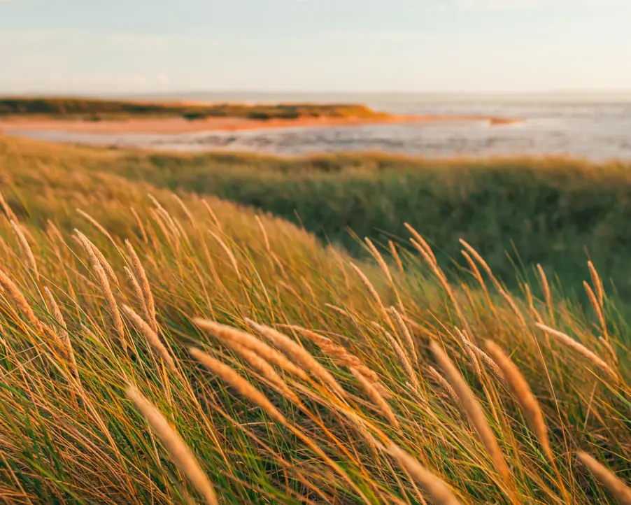 Vajande gräs vid stranden