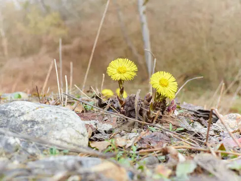 Gula tussilago som blommar på en stenig mark under tidig vår