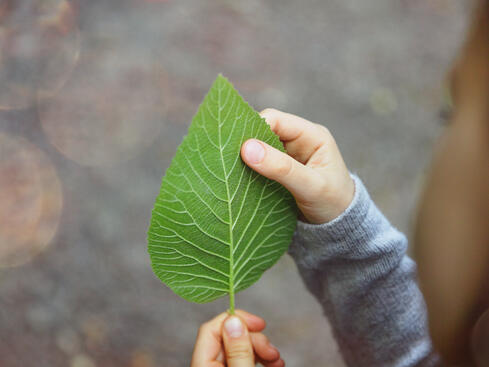 Barnhand håller i ett grönt löv utomhus