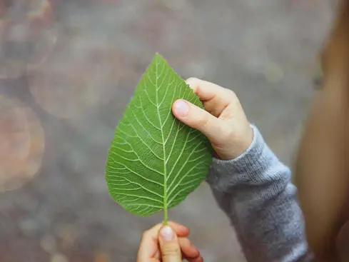 Barnhand håller i ett grönt löv utomhus