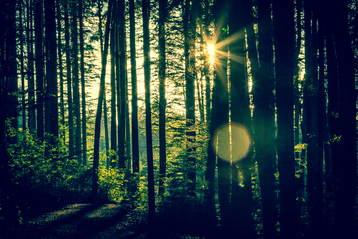 Soluppgång genom tät skog med höga träd och mjukt ljus som skapar en lugn atmosfär