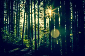 Soluppgång genom tät skog med höga träd och mjukt ljus som skapar en lugn atmosfär