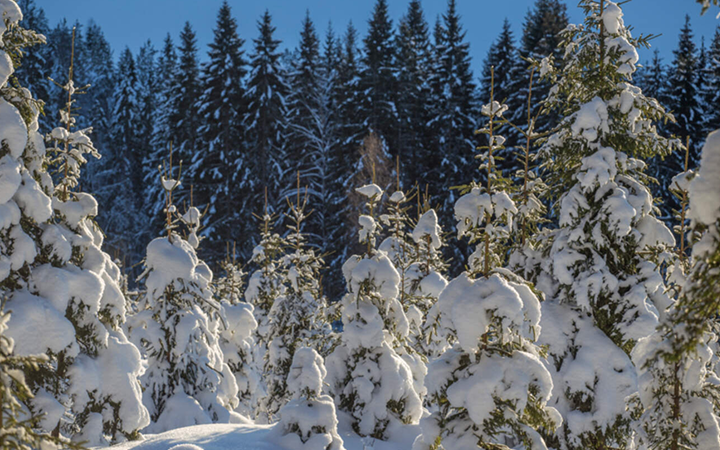 Snöklädda granar i en vinterskog med klar blå himmel i bakgrunden