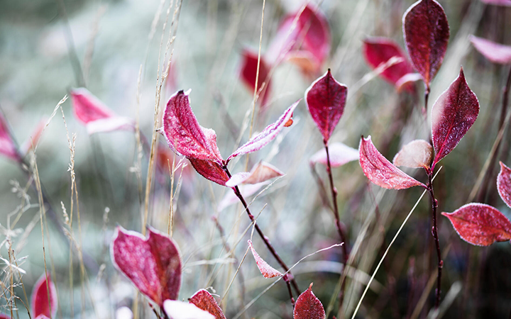Röda höstlöv i ett frostigt landskap med mjuka ljusstrålar på morgonen