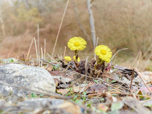 Gula tussilago-blommor som växer i en stenig miljö under tidig vår