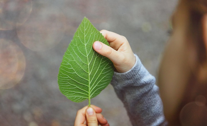 Ett barn håller i ett grönt löv med synliga ådror, detaljerad struktur