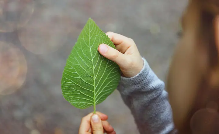 Ett barn håller i ett grönt löv med synliga ådror, detaljerad struktur