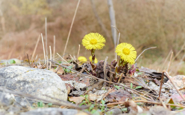 Två gula tussilago blommar på marken omgiven av torra löv och stenar på våren