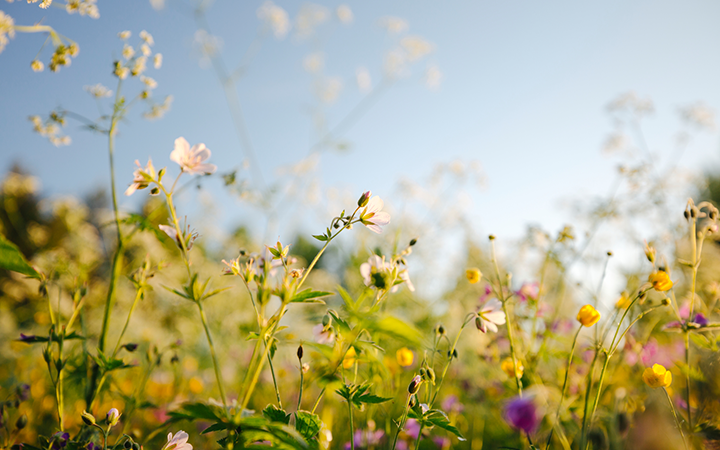 Sommaräng med vildblommor i solnedgångsljus och klar blå himmel