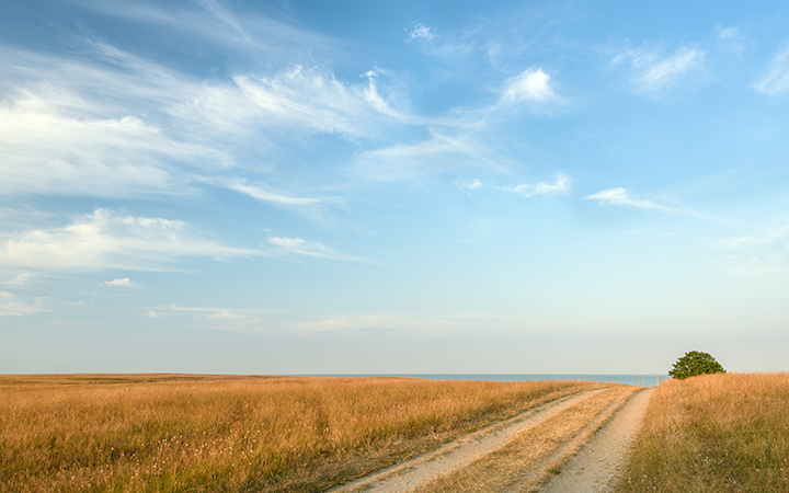 Grusväg genom guldfärgad äng under en klar blå himmel med vita moln