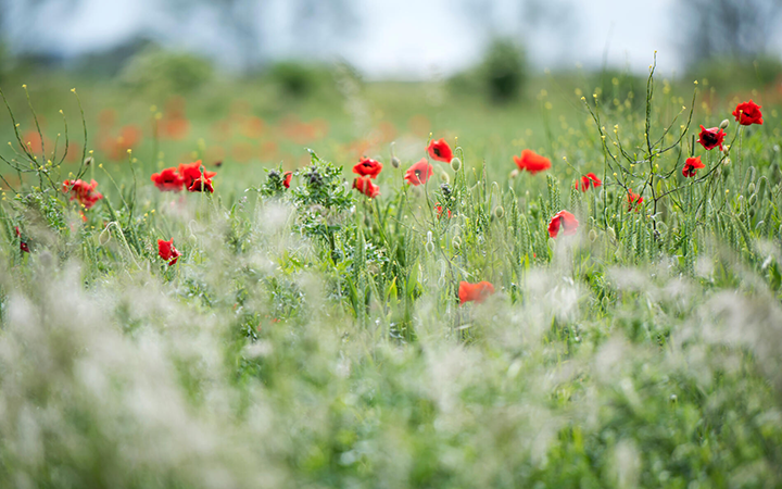 Vallmoblommor i en grönskande sommaräng med suddigt fokus