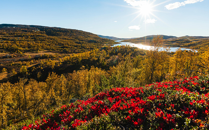 Höstlandskap i Sverige med färgglada röda bär i förgrunden, solbelysta skogar och en glittrande sjö under en klarblå himmel