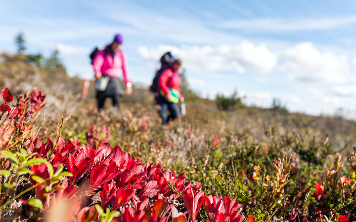 Vandring i fjällen med fokus på röd höstbuske i förgrunden, klar blå himmel och två personer i bakgrunden